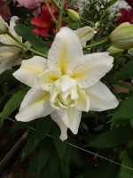 [5673 VZ W09 0778-02 No02.JPG]